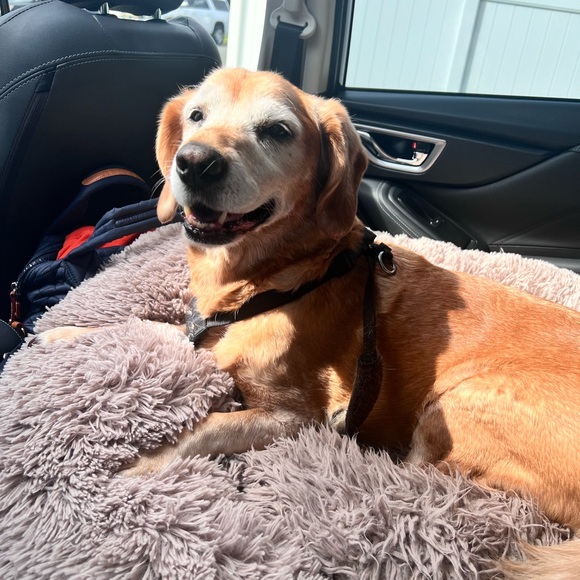 Meet your Posher, Rachel - Picture 3 of 3